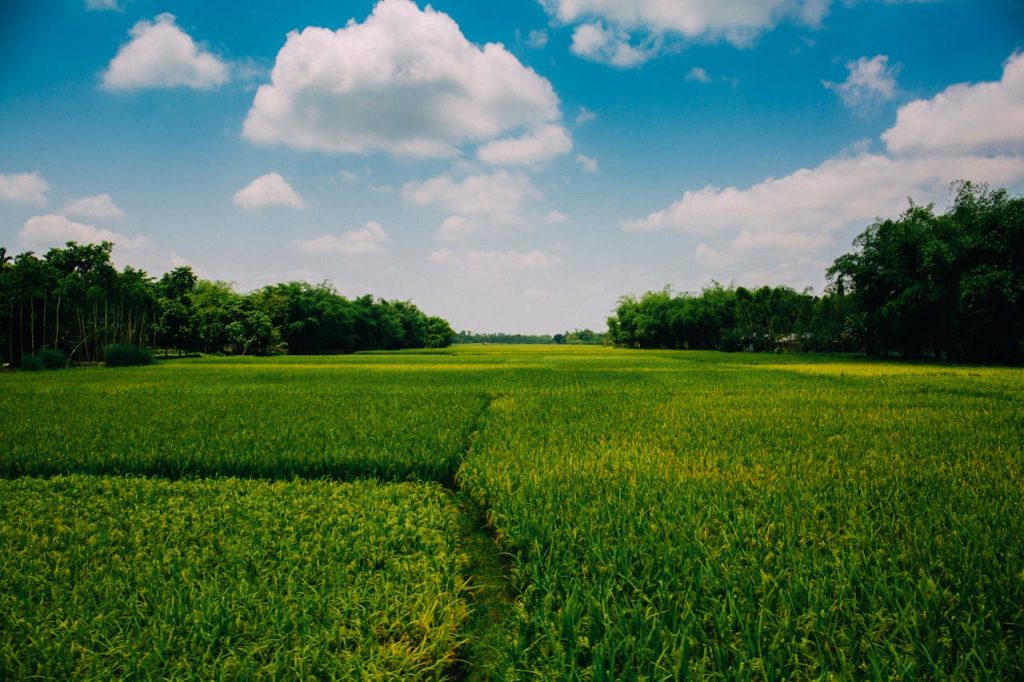 A vast green farmland stretching under a bright blue sky with fluffy clouds.