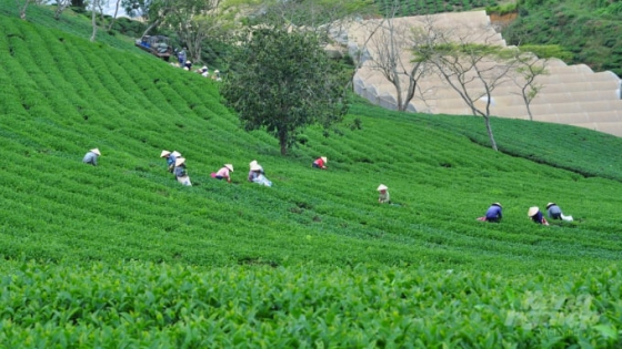 khoa-hoc-cong-nghe-–-chia-khoa-mo-con-duong-moi-cho-nganh-che