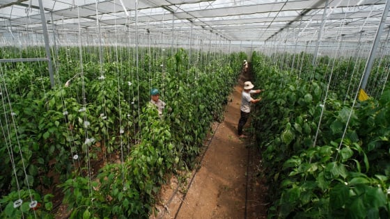 du-an-cua-fao-gop-phan-dua-moc-chau-thanh