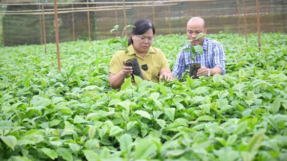 giong-tot,-yeu-to-song-con-dam-bao-hieu-qua-trong-ca-phe