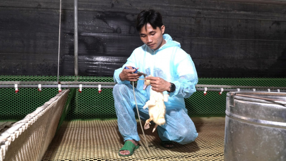 cong-nghe-xet-nghiem-giup-trai-vit-phong-dich-chu-dong